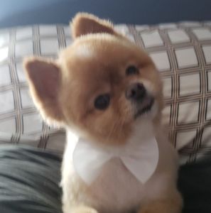 Meet your Posher, Lana